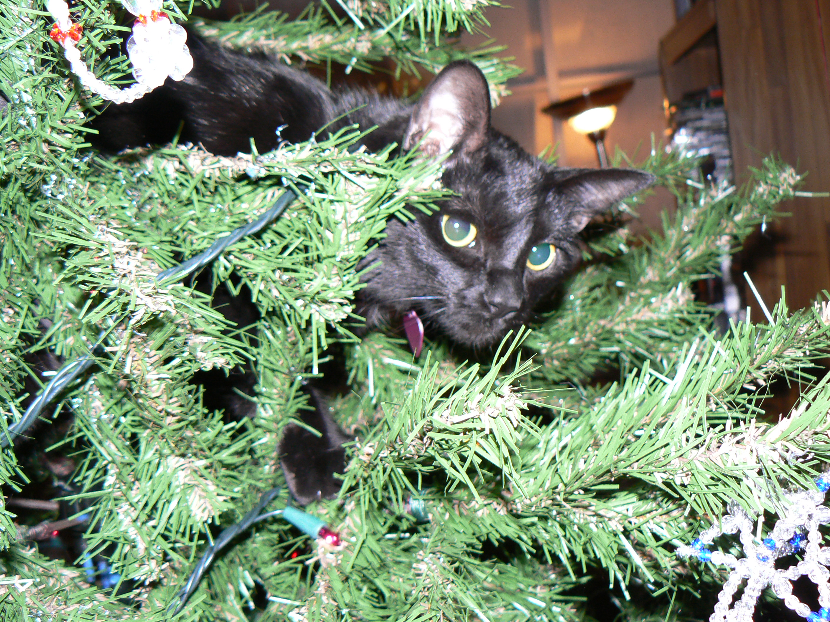 Fred'S Christmas Trees Fred