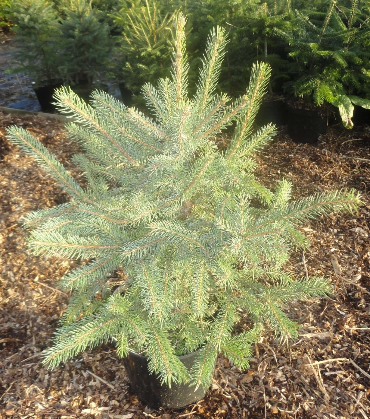 Blue Spruce (Rental) Leigh Trees