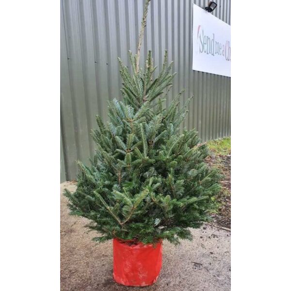 Fraser Fir (Rental) Leigh Trees