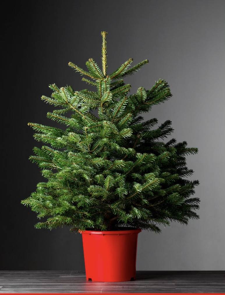 Leigh Trees 07988816997