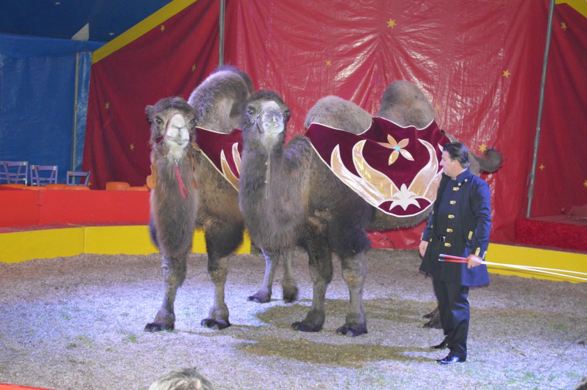 RomantikCircus Renz noch bis 25. September in Nußloch zu Gast Leimen