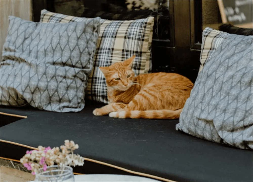 如何让猫远离户外家具坐垫
