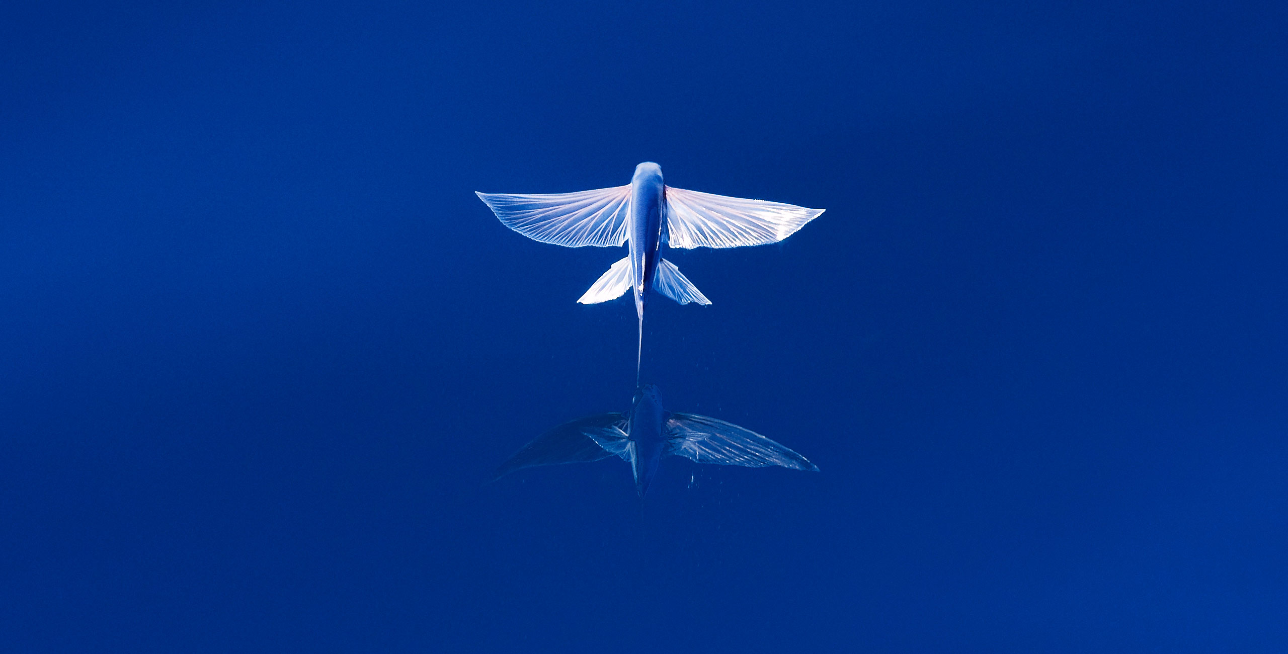 Flying Fish and Aquarium Pets Yield Secrets of Evolution Later On