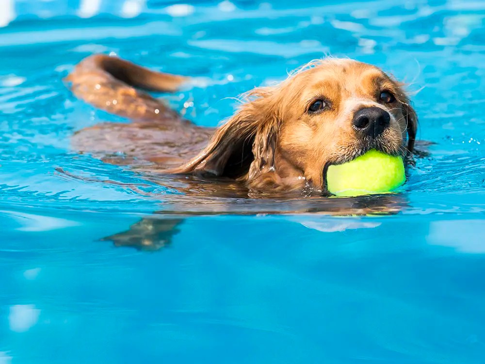 Paws and Pools Why Fiberglass Swimming Pools Are Perfect for Pet