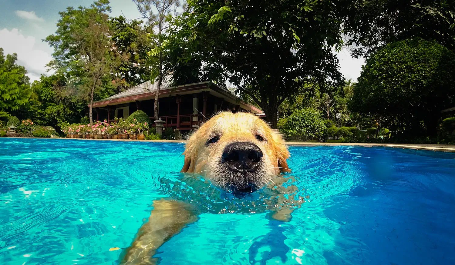 Paws and Pools Why Fiberglass Swimming Pools Are Perfect for Pet