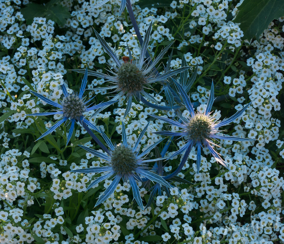 Deer Resistant, Easy Care Annuals Le