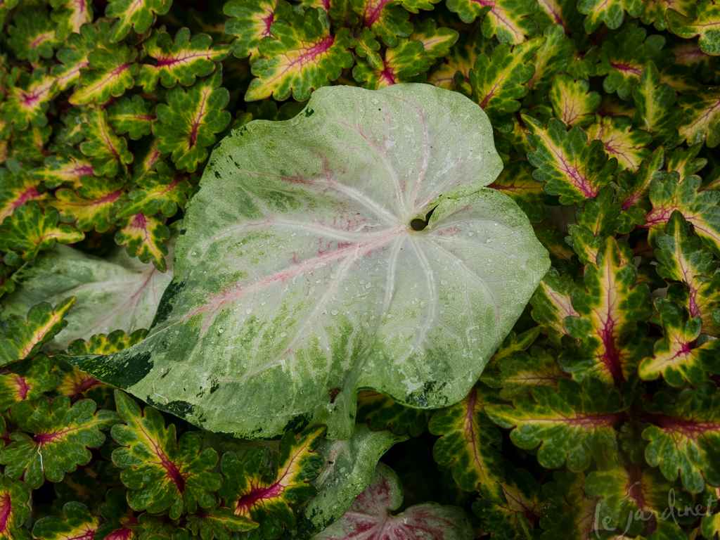 Caladium Inspiration Le