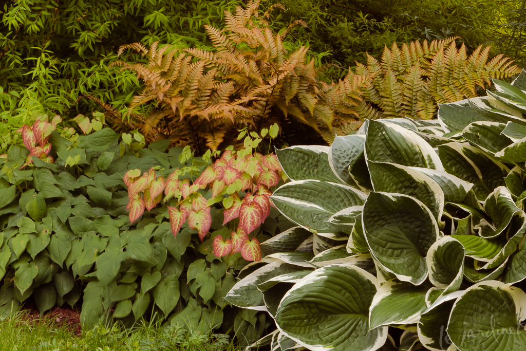 Best Companion Plants For Tree Ferns web2point04me