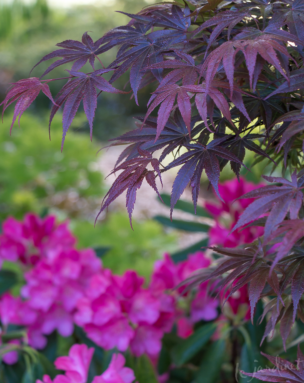 Over the Garden Wall Le