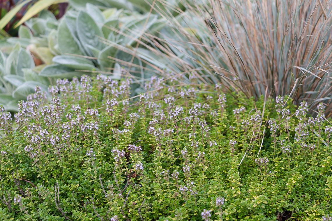 Best Flowering Groundcovers for Full Sun – Le Jardinet