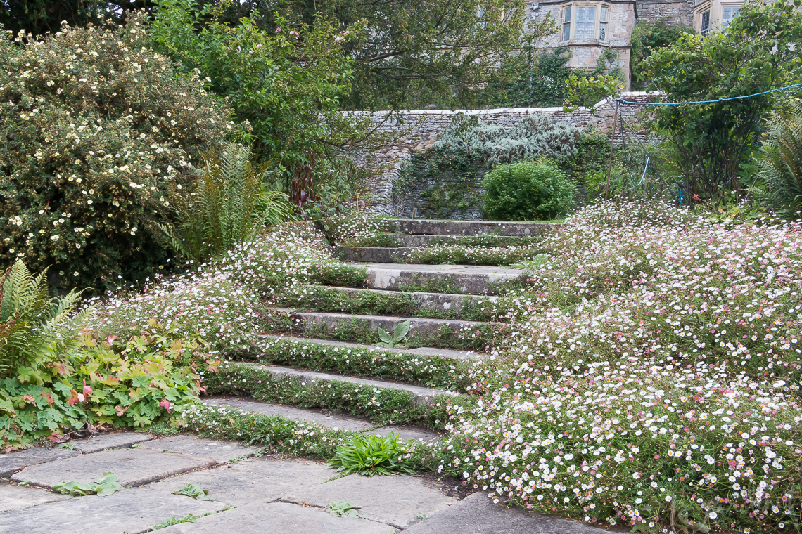 Best Flowering Groundcovers for Full Sun – Le Jardinet