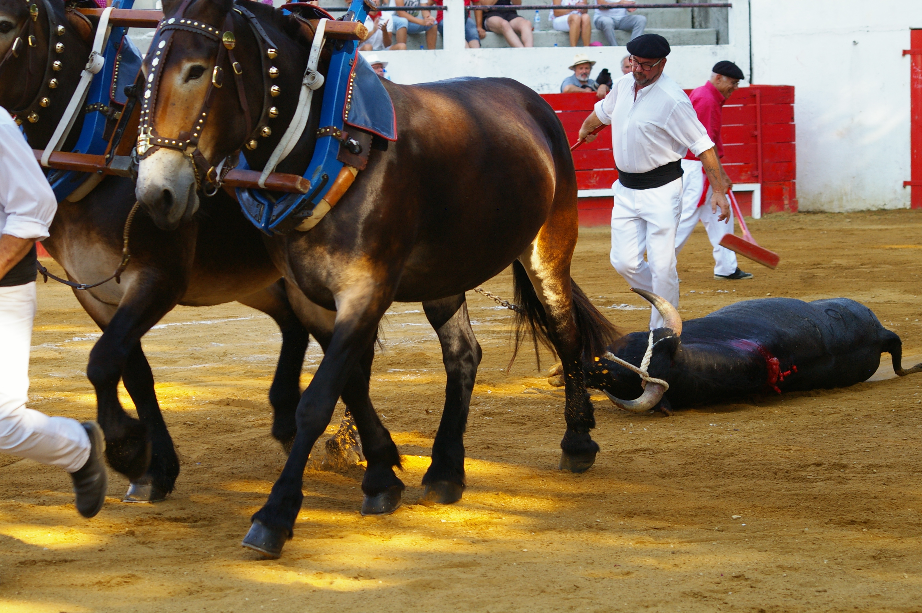 Superbe novillada du 14 juillet à Plaisance Le journal du Gers