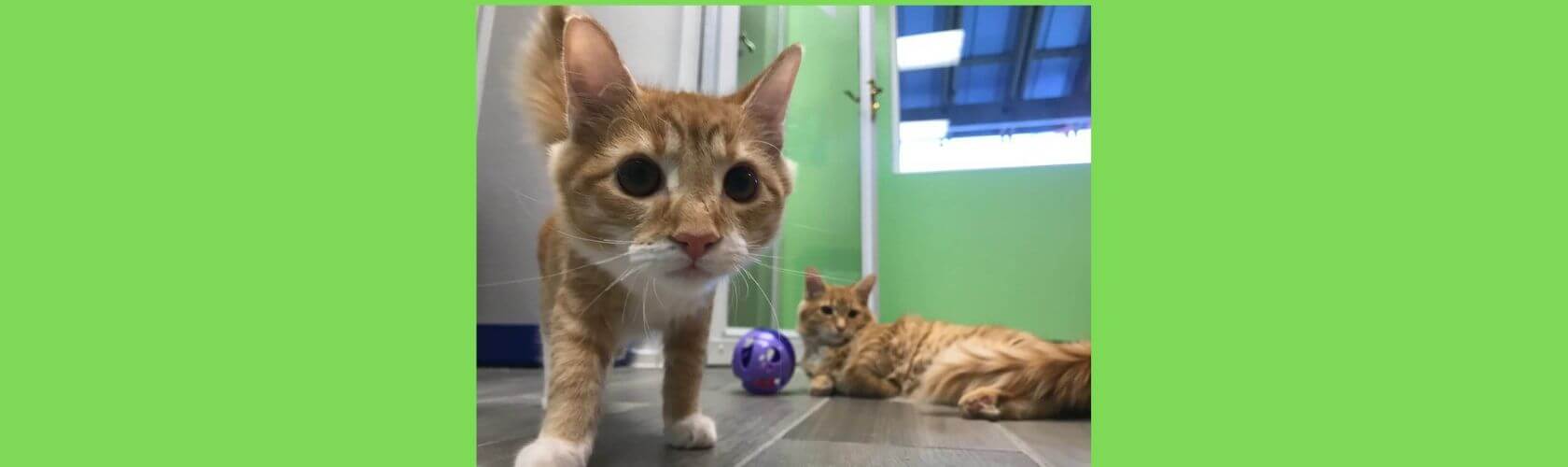 Leland Pet Resort Luxury Boarding For Dogs & CatsLeland, NC