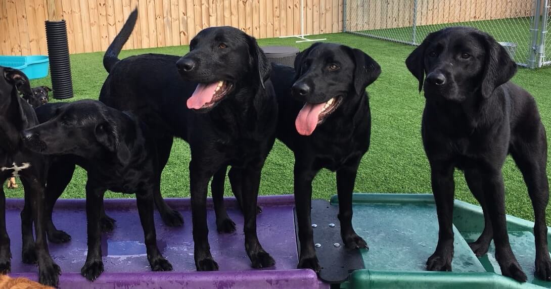 Leland Pet Resort Luxury Boarding For Dogs & CatsLeland, NC