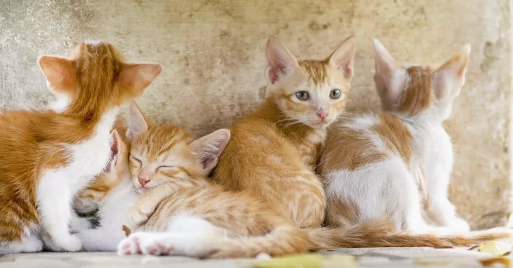Kittens To 18 Months, When Do Cats Stop Growing Lelu &amp; Bobo
