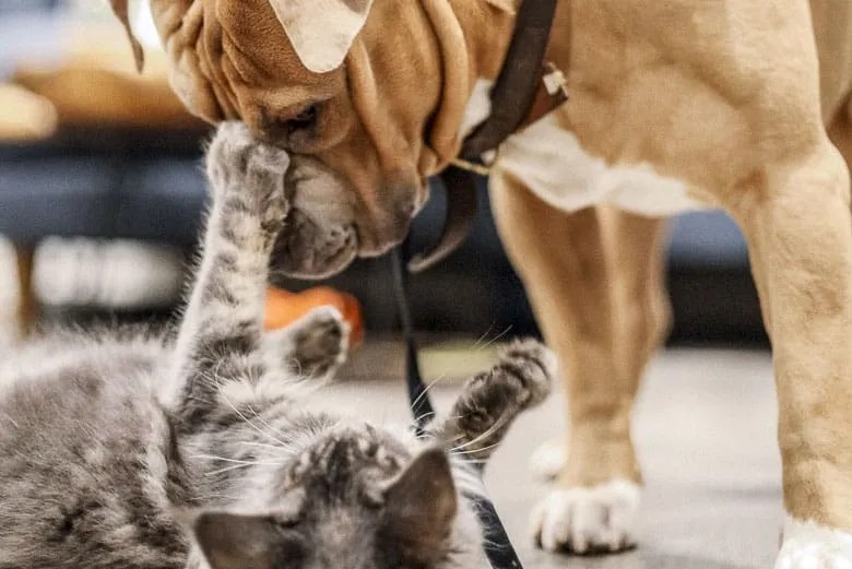 How Do Indoor Cats Get Fleas Lelu &amp; Bobo