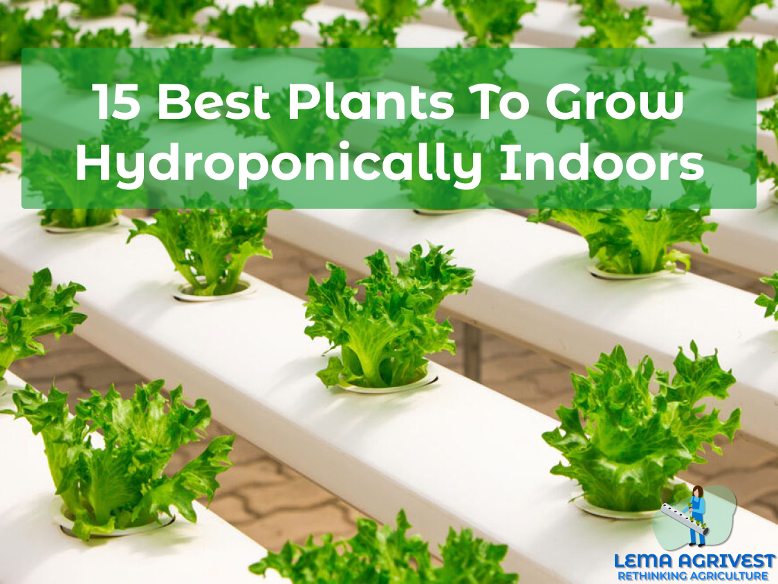 Best Plants for Indoor Hydroponic Growing, 15+ Lema Agriventures