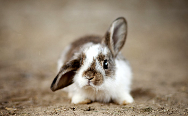 Combien coute un lapin nain