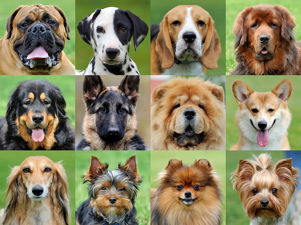 QUIZ Quelle race de chien me correspond ? TEST