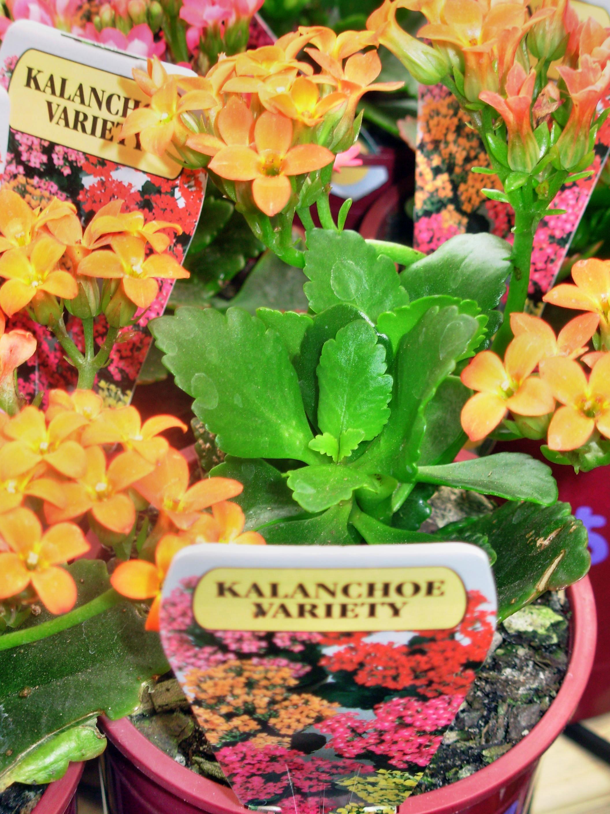 Kalanchoe, 3 November 2009