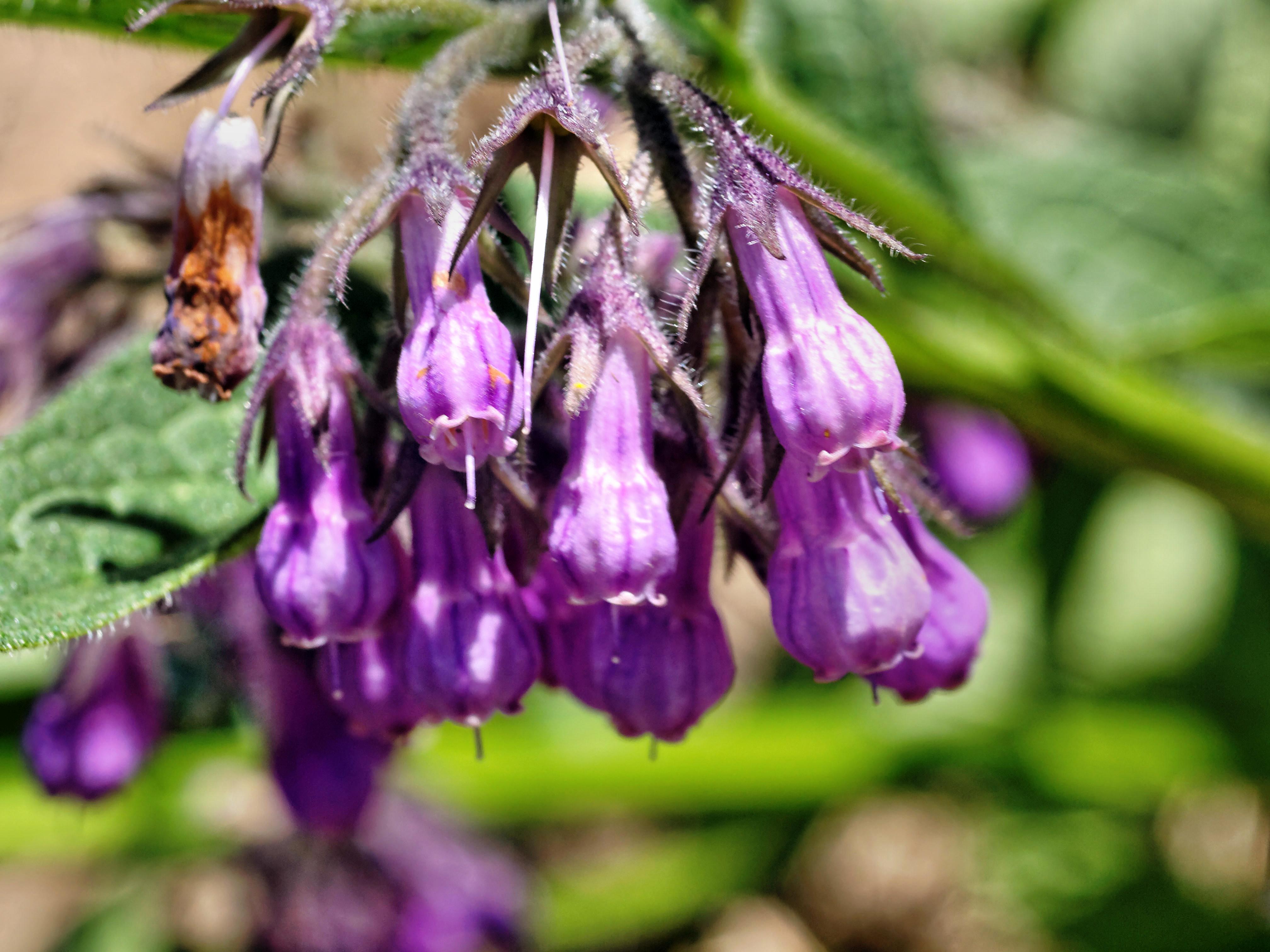 Comfrey, 11 November 2012