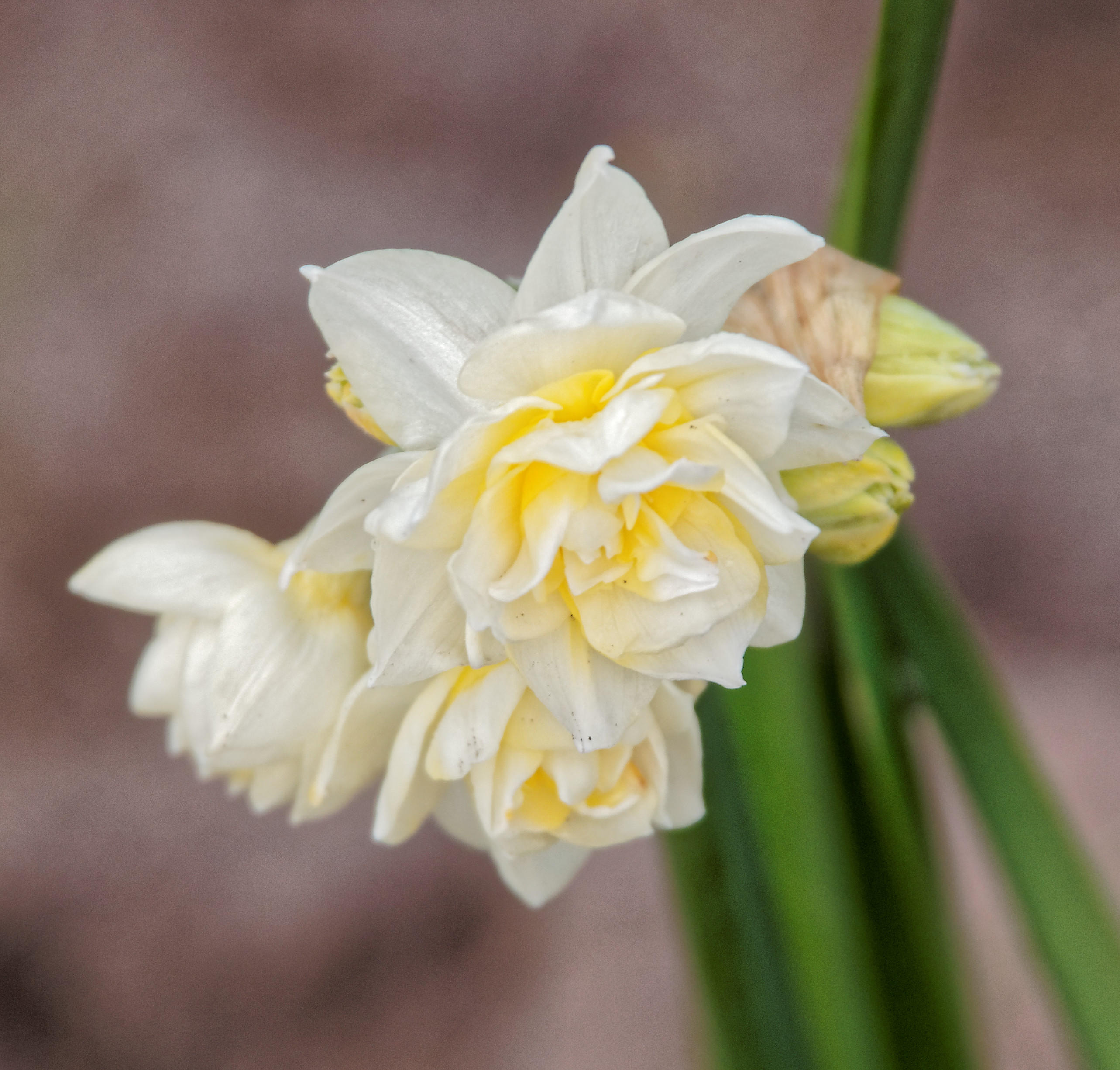 First narcissus, 28 July 2015
