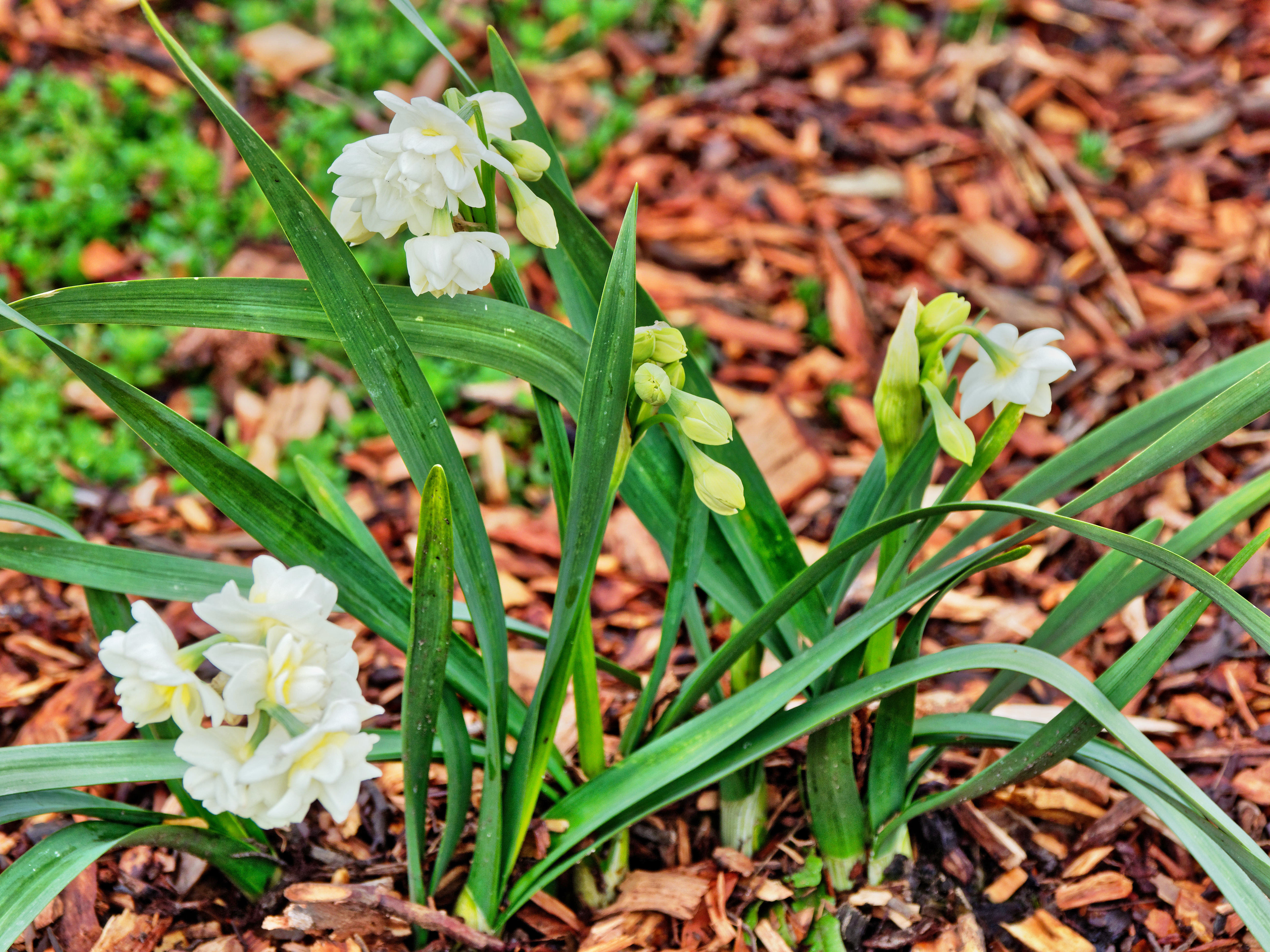 Jonquils, 5 June 2019
