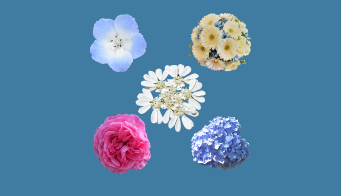 光背景透過無料– Gustavob 花】無料画像素材ギャラリー【背景透過】 | Bluezzly