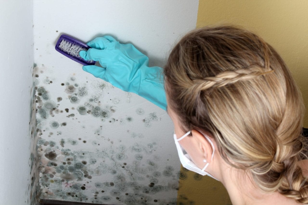 Keep Your Home Safe How to Kill and Clean Mold McKinney House