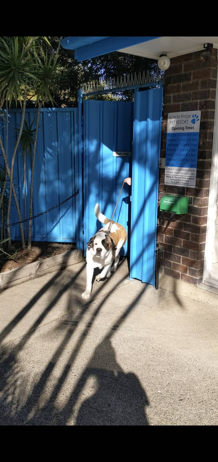 【ブリスベン周辺】おすすめペットホテル”Acacia Ridge Pet Resort” ペットを連れていけない旅行もこれで安心！ れもん