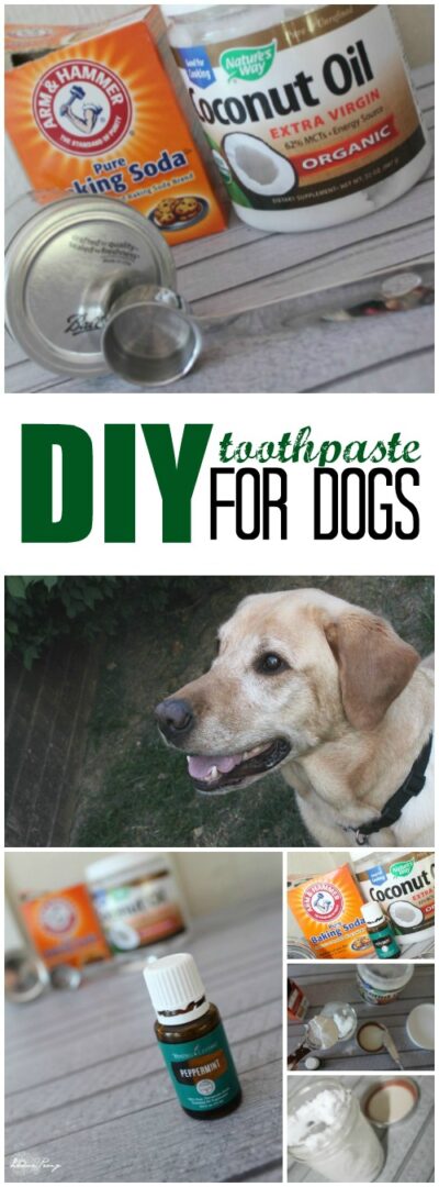 DIY Toothpaste for Dogs