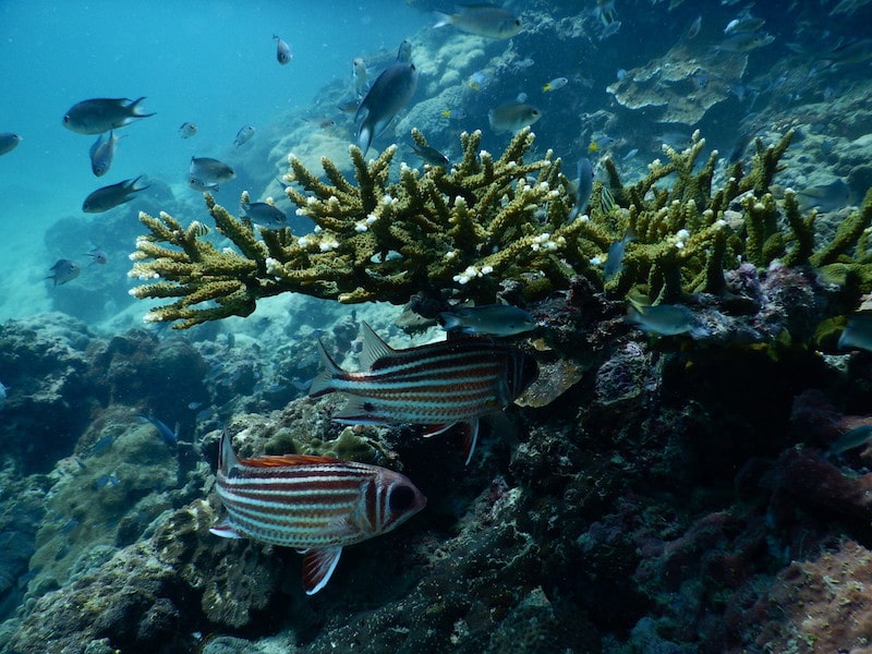 Diving in Krabi Ao Nang