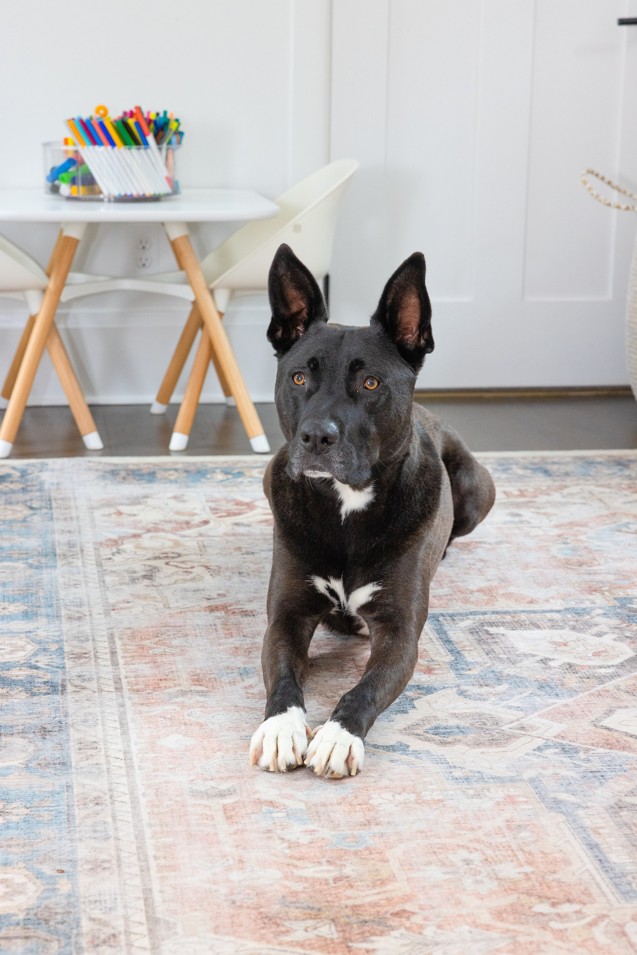 How We Keep Our House Clean with a Dog Lemon Stripes