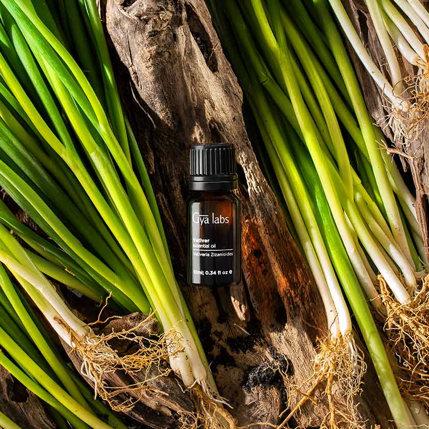 Vetiver Essential Oil Benefits, Uses And Blends Lemony Blog