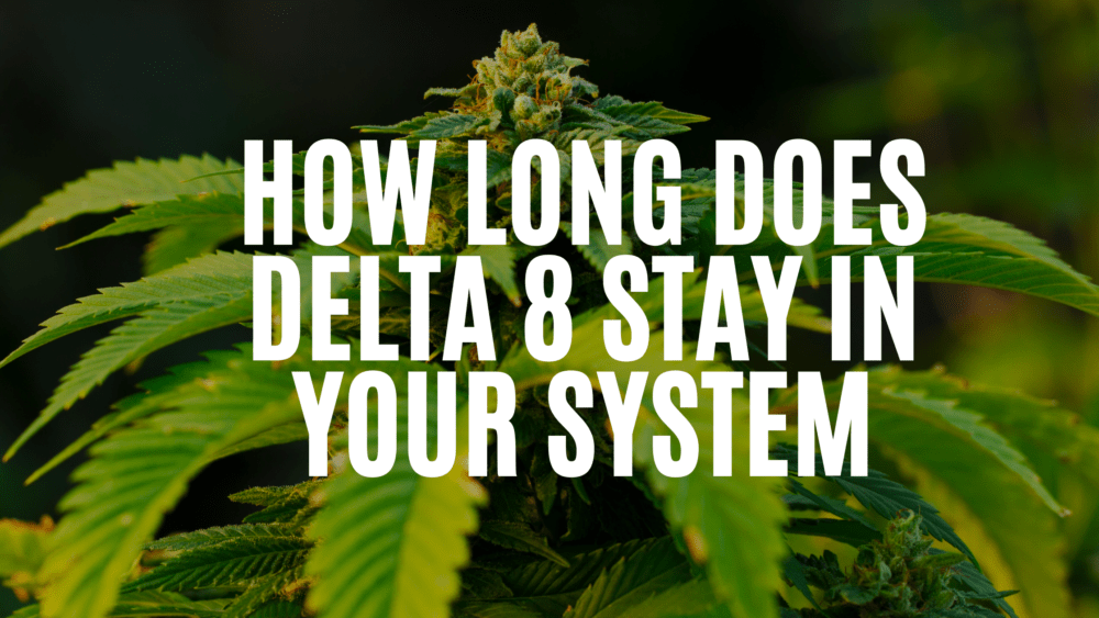 How Long Does Delta8 Stay In Your System? Lemony Blog