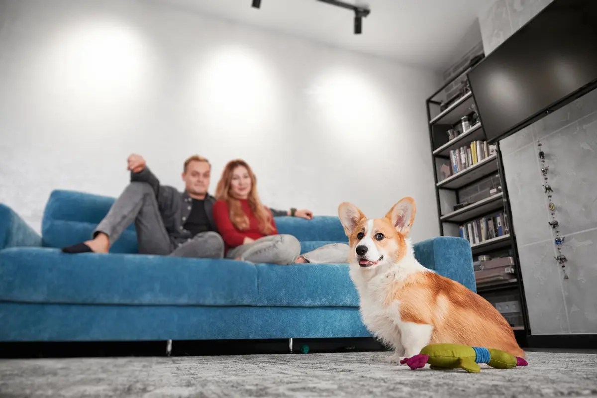 7 dicas essenciais para criar um cachorro em apartamento