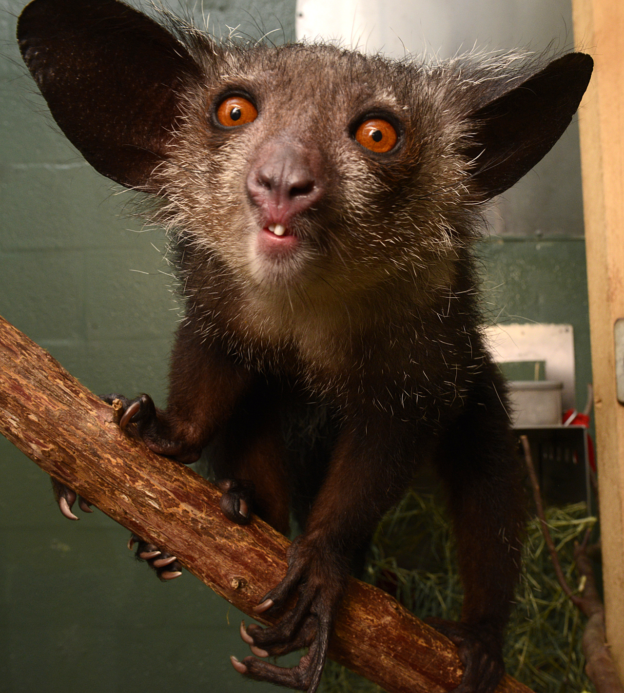 1020 Fady and the Ayeaye Duke Lemur Center