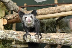 10-20 Fady And The Aye-Aye - Duke Lemur Center 200_x_300_jpg