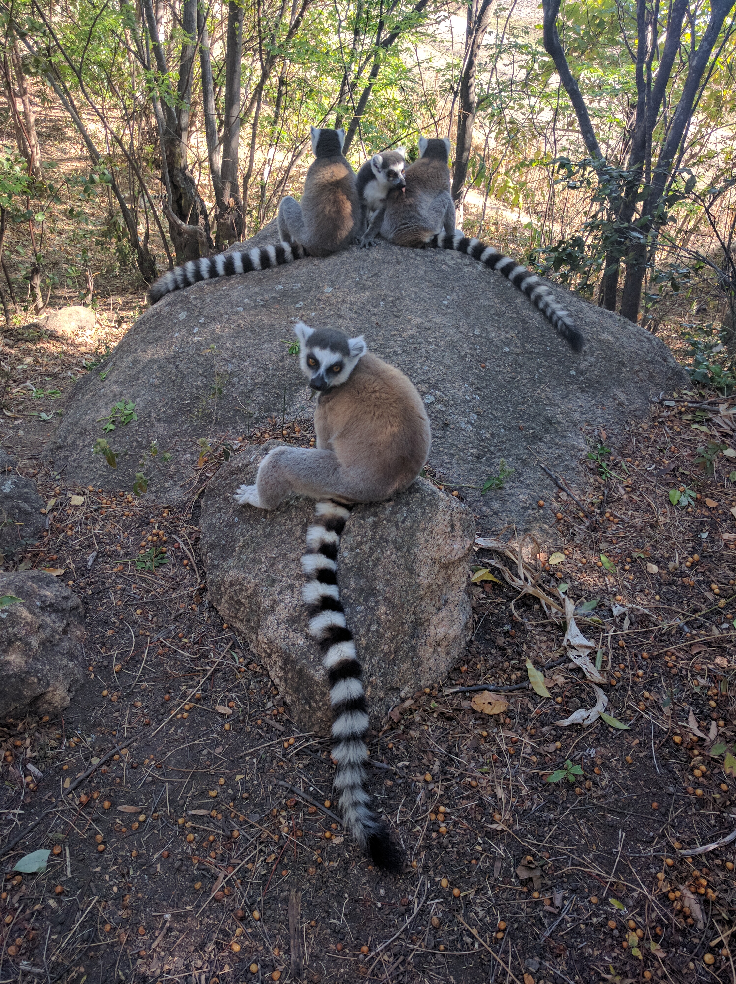 Hiking with RingTailed Lemurs at Anja Reserve Lemur Conservation Network