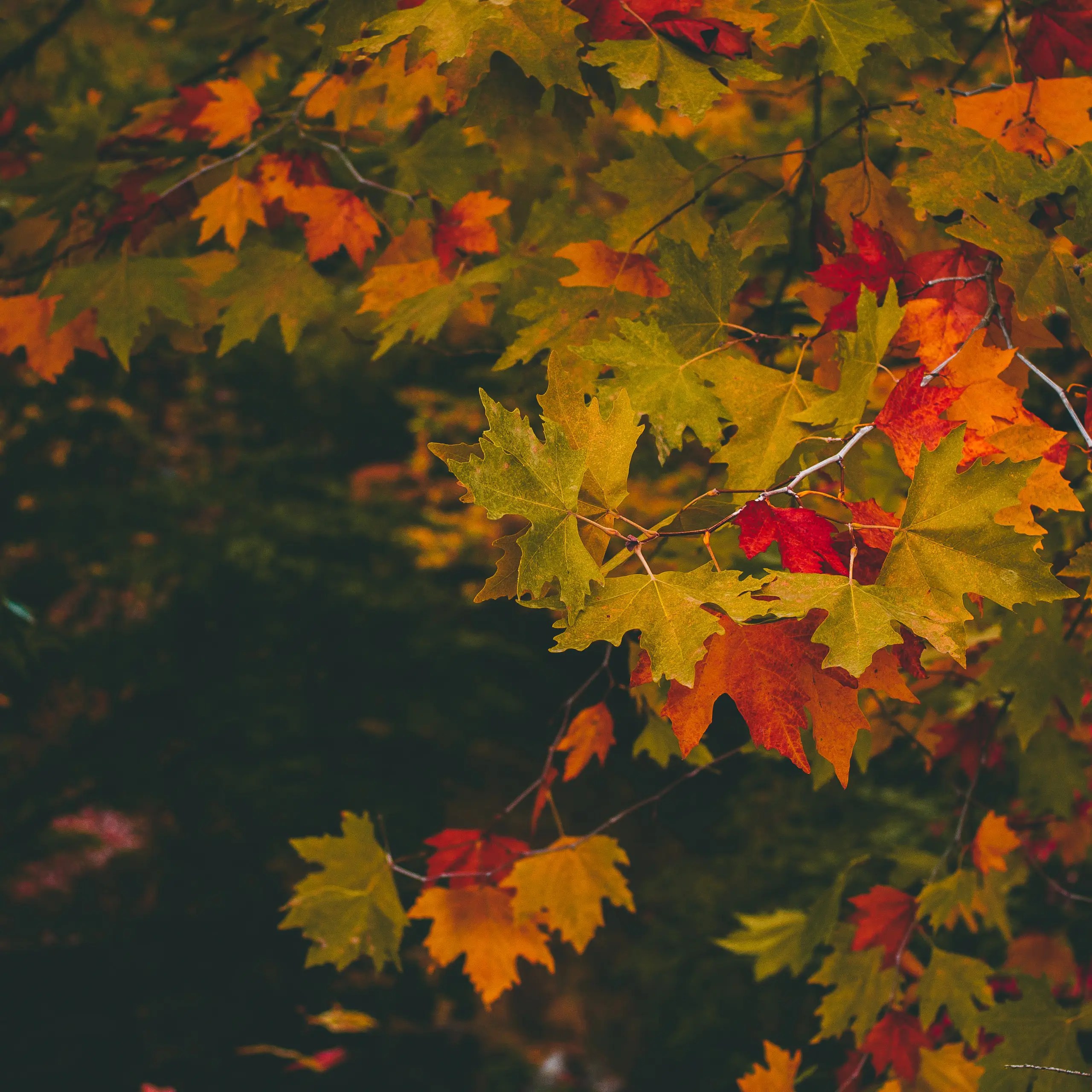 Events Lenexa Cemetery