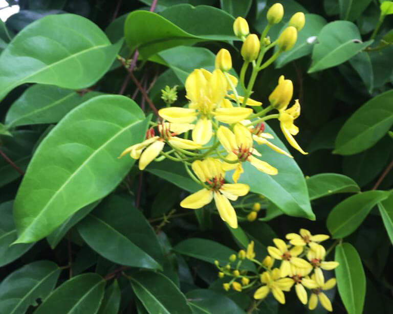 Golden Shower / Golden Thryallis Jelatok Retreat Farm