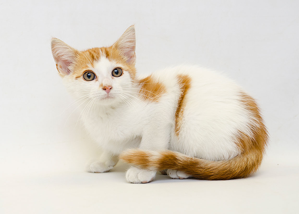 Kitten struggles to fight deadly virus Lenawee Humane Society