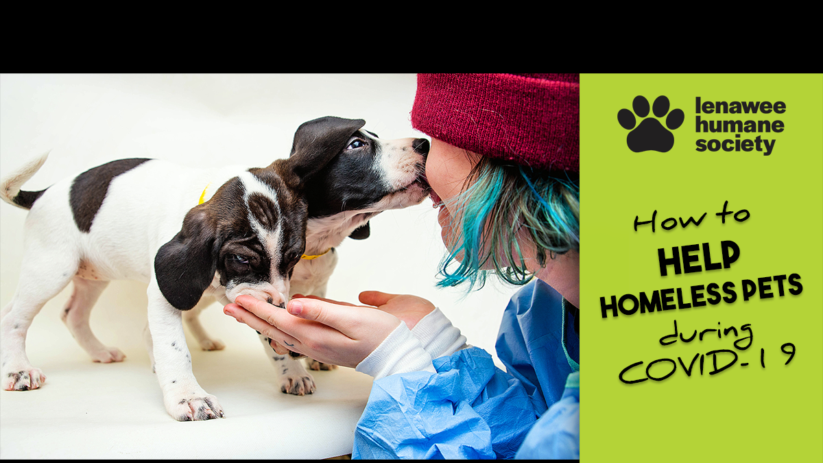 Lenawee Humane Society NoKill Animal Shelter in Adrian, MI