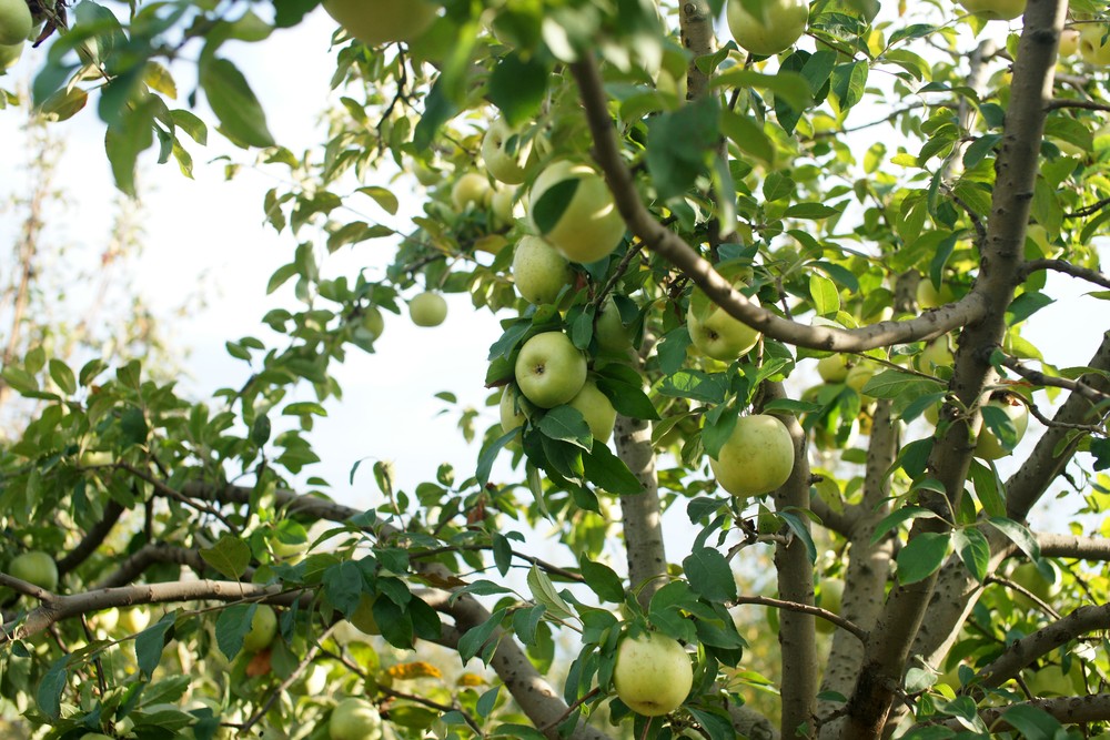 Pruning Fruit Trees In Bc Garden Q+A How Do I Prune Fruit Trees