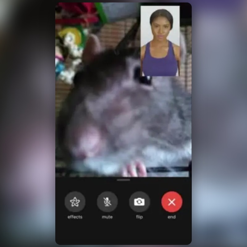 FaceTime Rat Lens by a a Snapchat Lenses and Filters