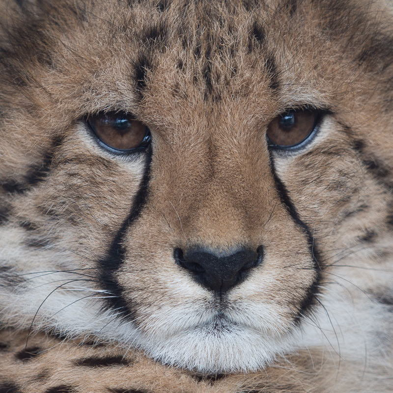 M Zuiko Digital Ed 40 150mm 1 2 8 Pro Episode Iilens Blues