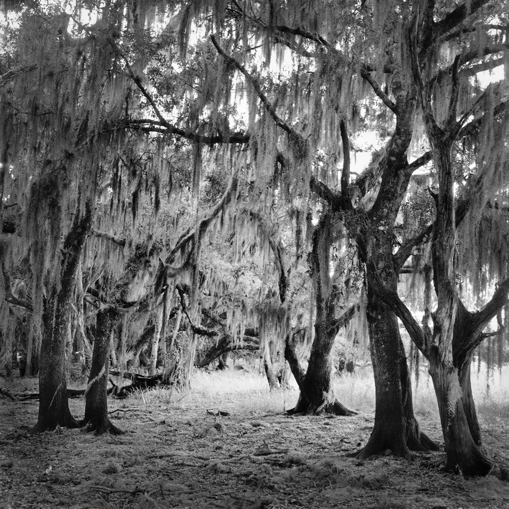 The 2017 Unnatural Exhibition Part 2 LENSCRATCH