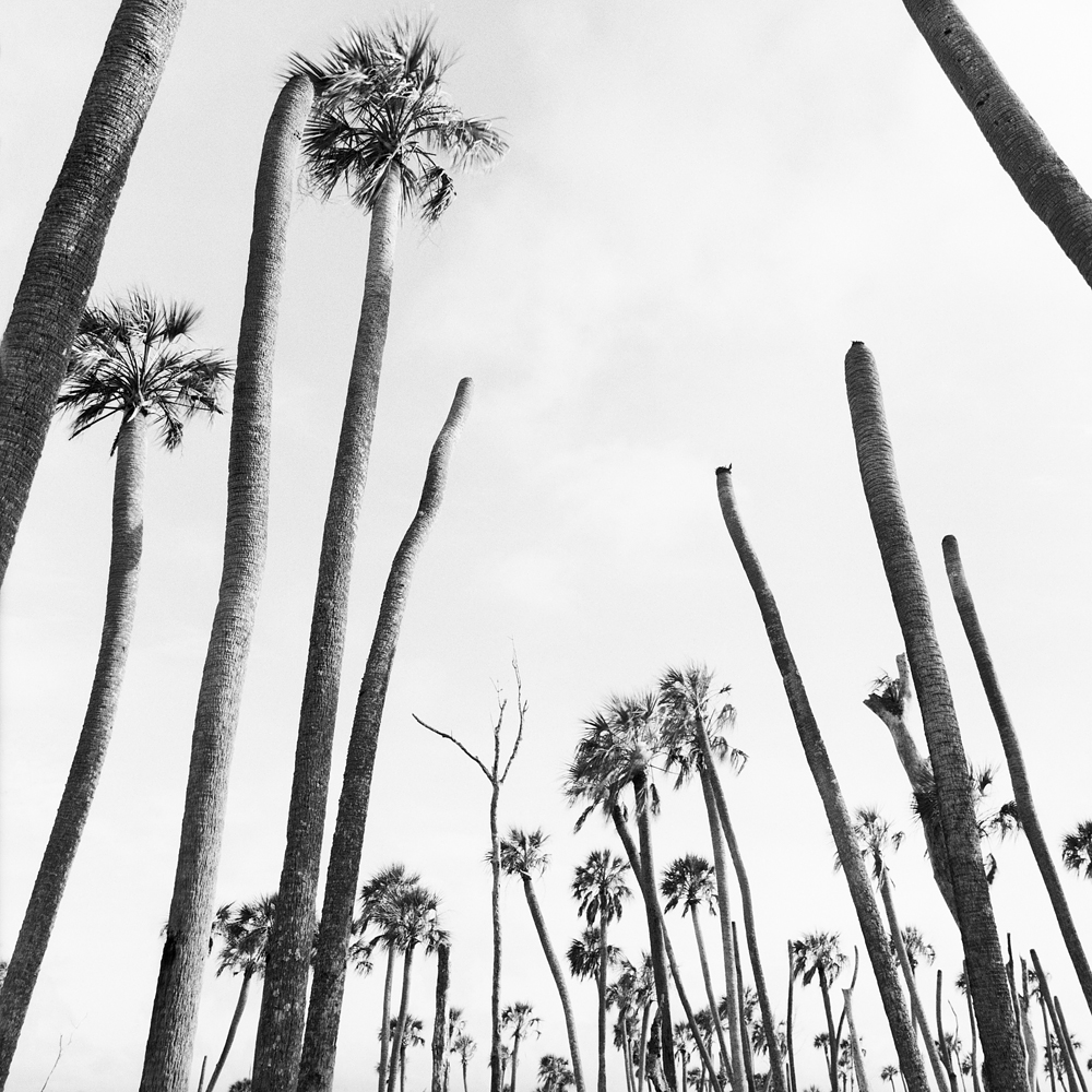 Benjamin Dimmitt Art + Science Award Honorable Mention LENSCRATCH