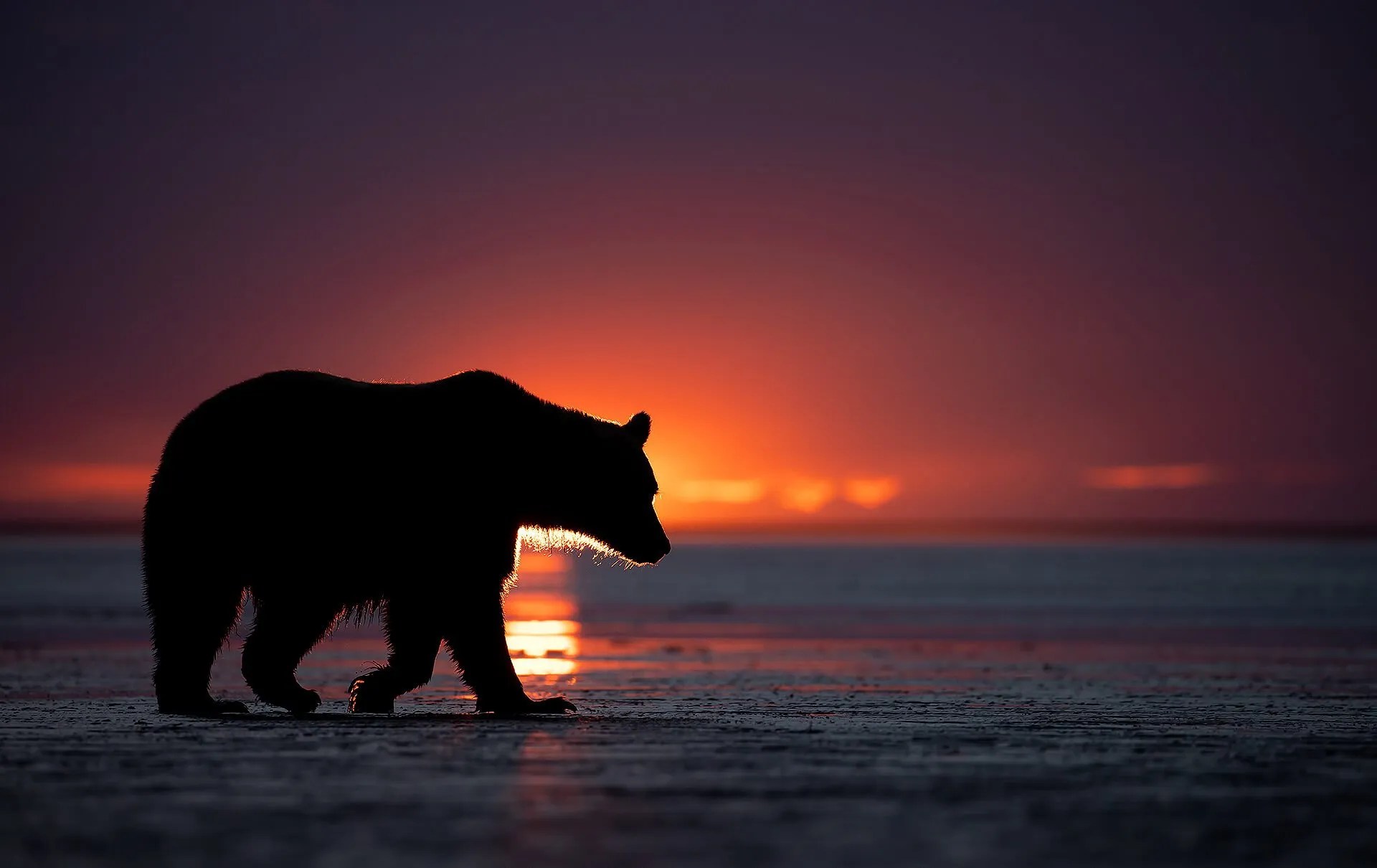 40 Most Famous Wildlife Photographers In The World (2024)