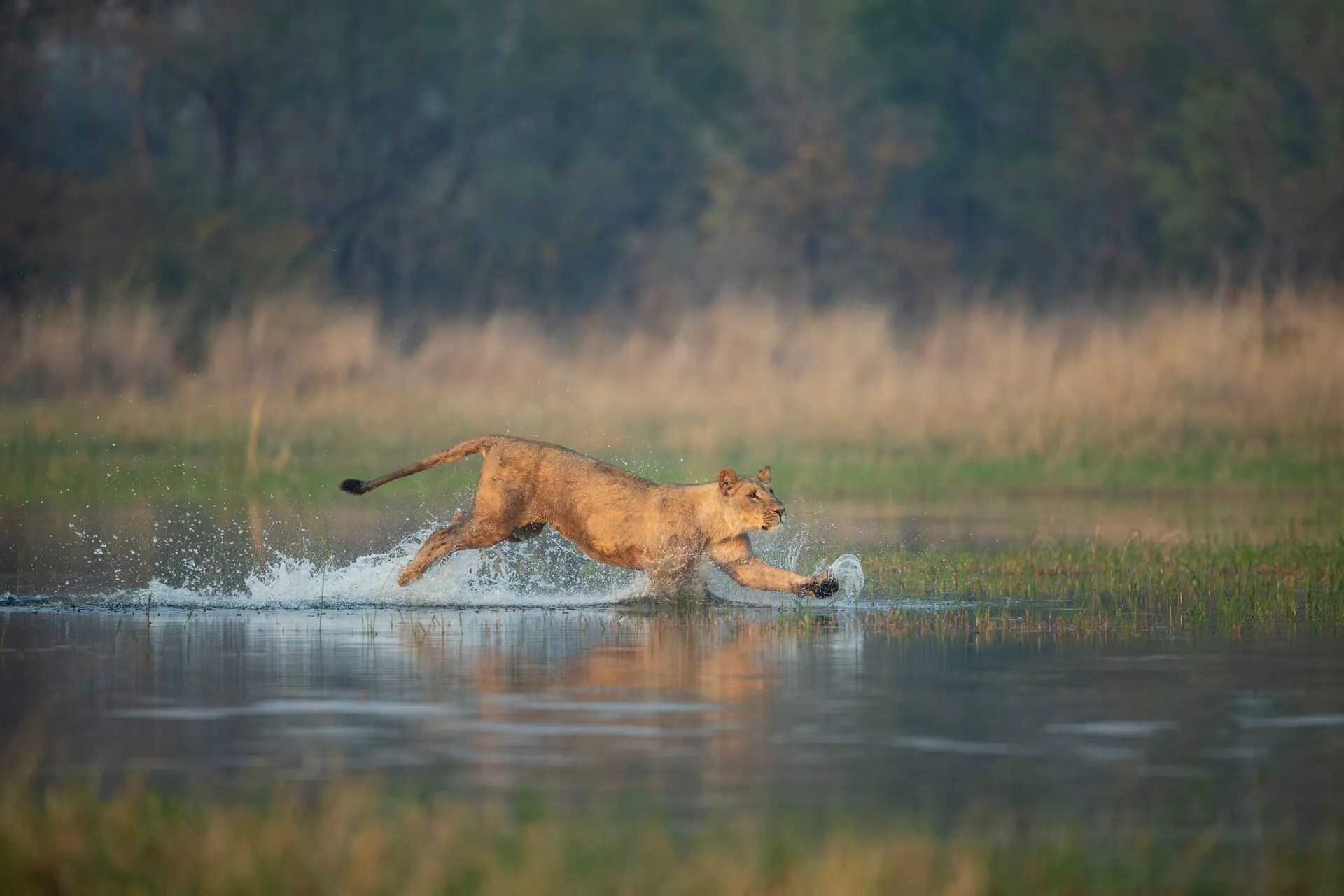 40 Most Famous Wildlife Photographers In The World (2024)